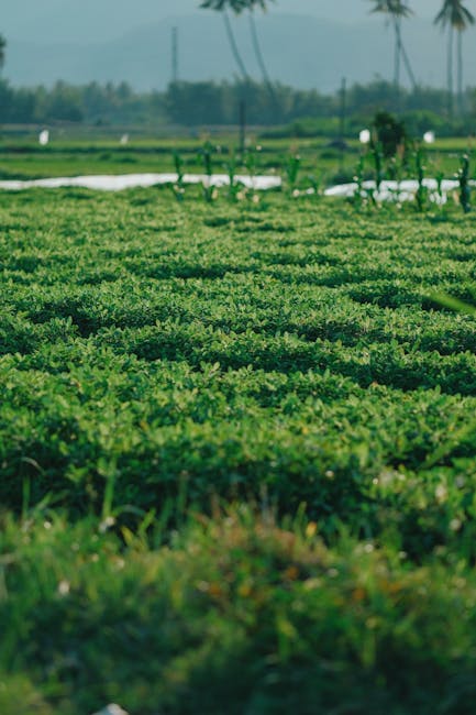 campo y medio ambiente