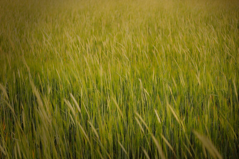 campo y medio ambiente