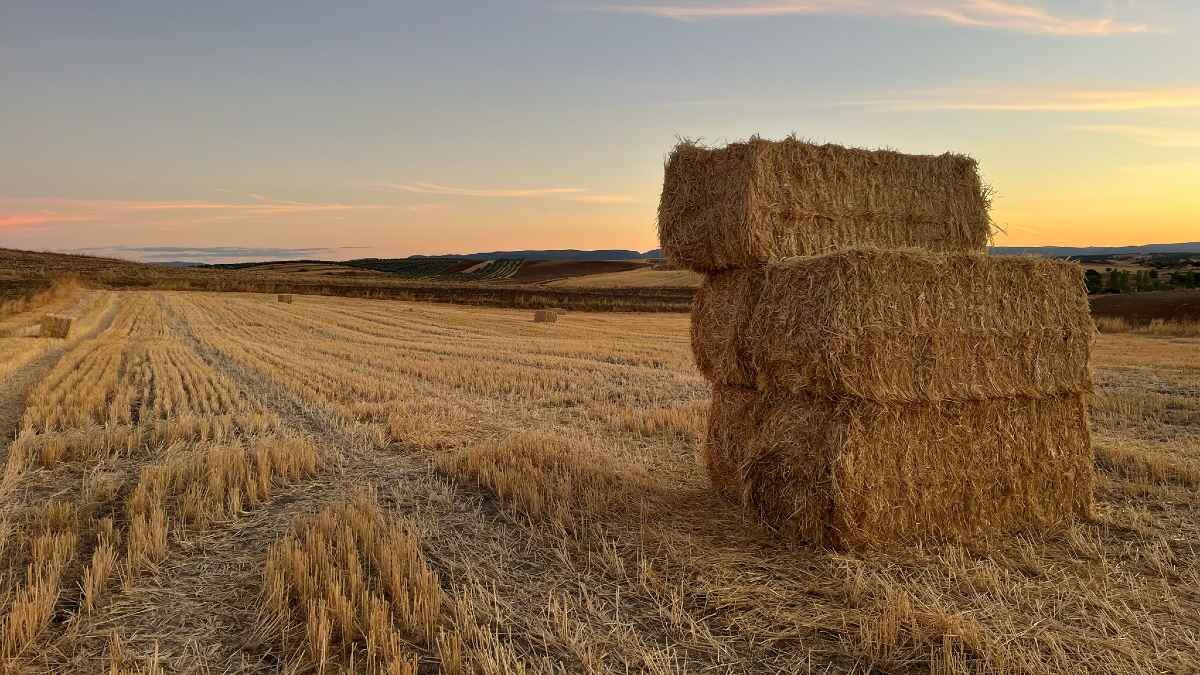 campo y medio ambiente