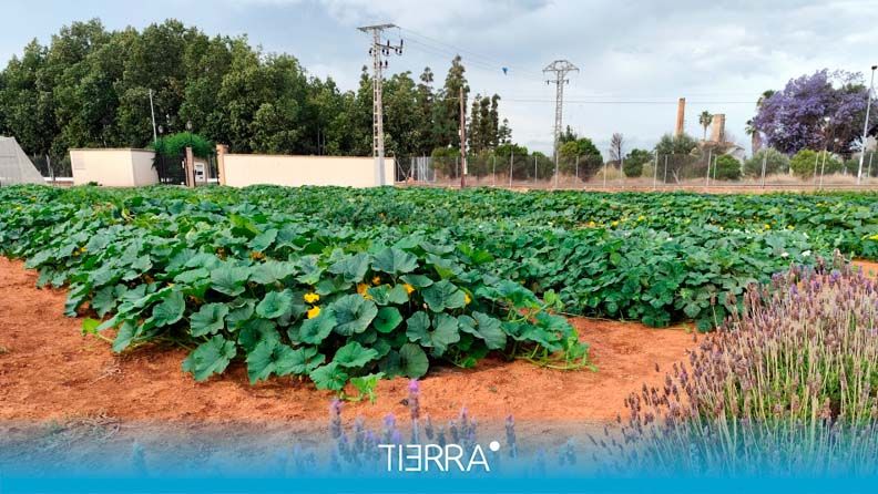 campo y medio ambiente