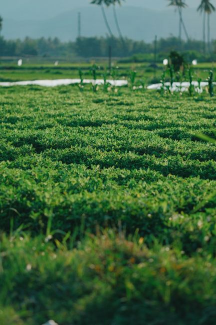 campo y medio ambiente
