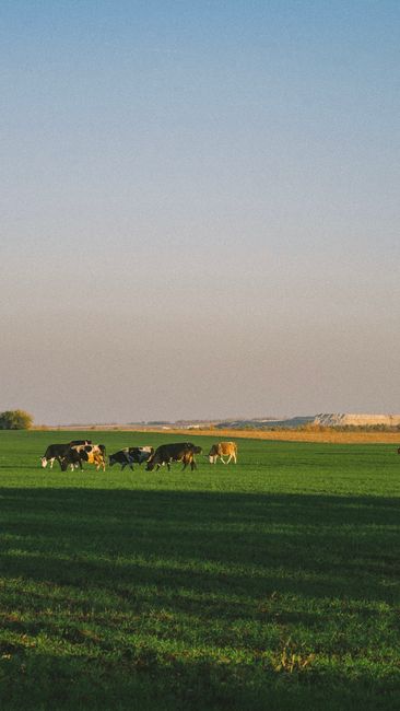 campo y medio ambiente