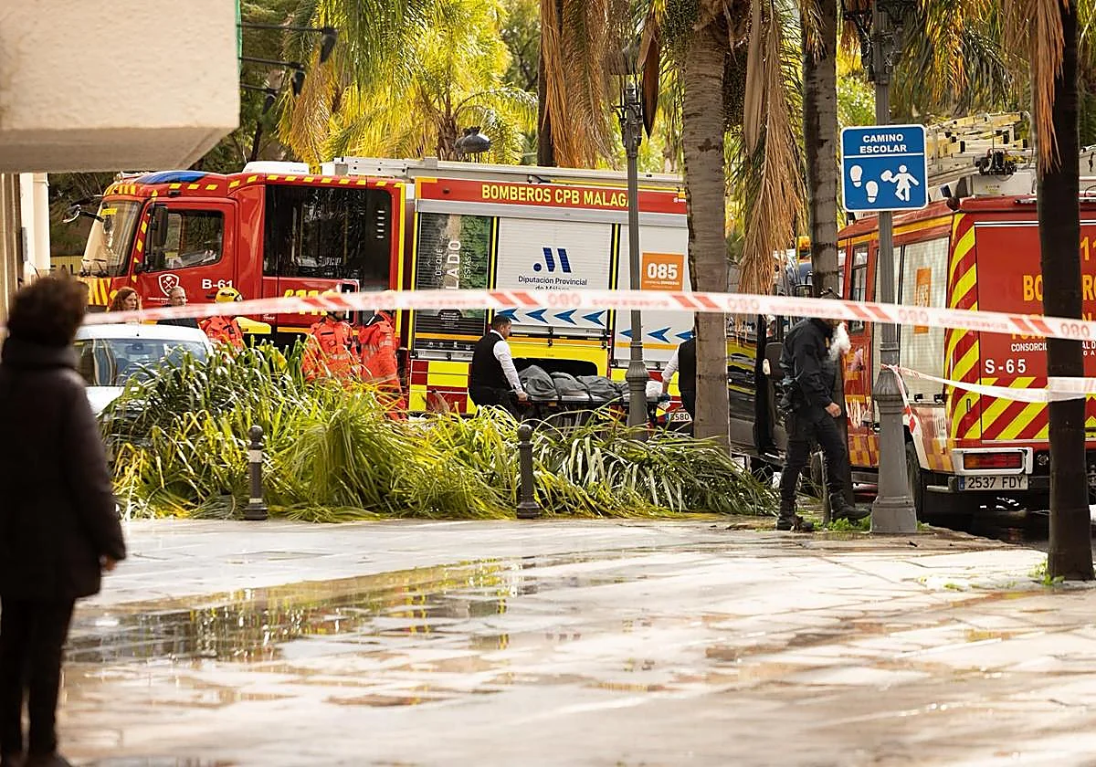 Torremolinos palmera