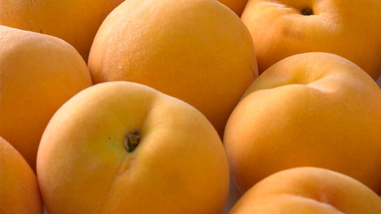 El verano abrasadordevasta los frutales aragoneses: la cosecha de hueso cae hasta un 20% y los agricultores alertan de una crisis sin precedentes