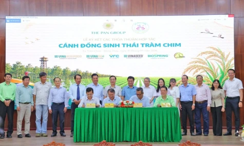 Tram Chim: el arroz ecológico que protege grullas y transforma mentalidades en el humedal más emblemático de Vietnam